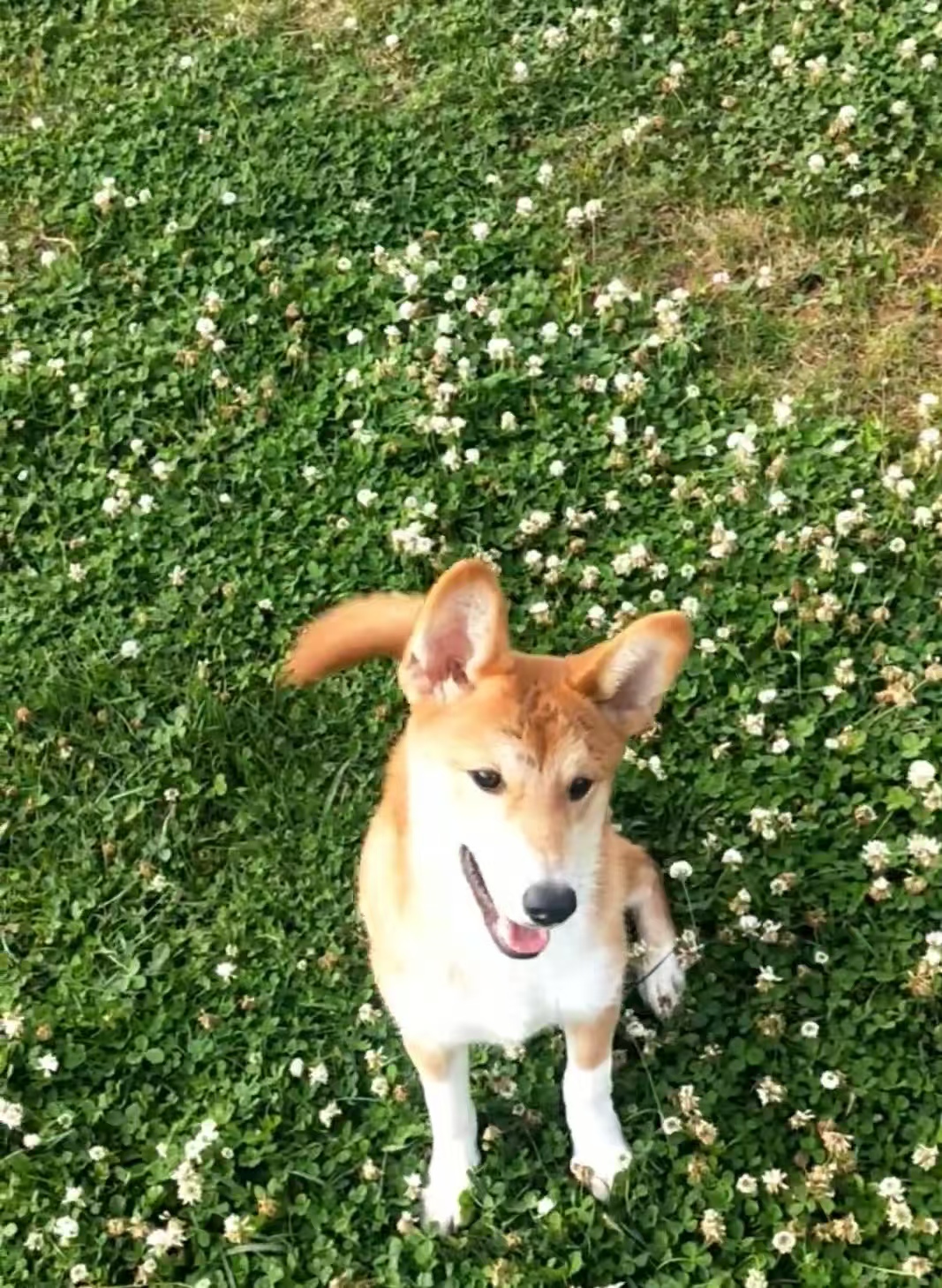 黄狗白面，纯种